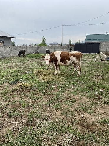 утки белые: Продаю | Корова (самка) | Для молока | Привязанные — 2