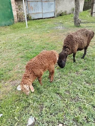 рыбы в кыргызстане: Продаю | Овца (самка) | Гиссарская | Для разведения | Матка — 5