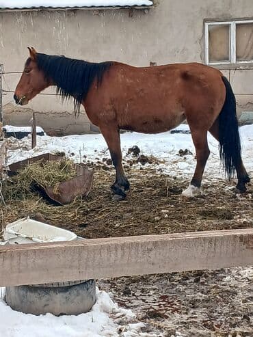 Продаю | Кобыла (самка)