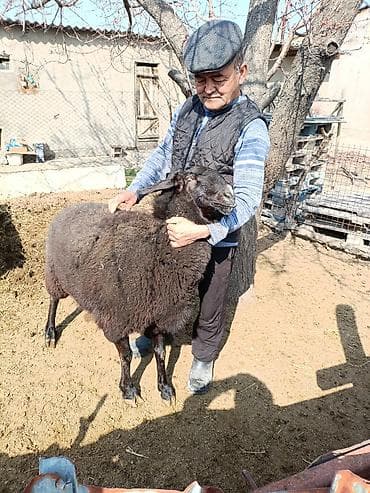 ак коён: Сатам | Ургаачы кой (ургаачы) | Көбөйтүү үчүн — 2