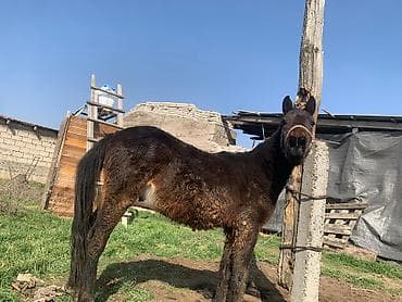 Бир жарым жаш 75000 Бир жашка толо элек 65 мин жакшы жылкылар жоош at lalafo.kg Бир жарым жаш 75000 Бир жашка толо элек 65 мин жакшы жылкылар жоош