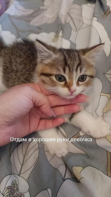 собака лабладор: Кошка даром: Беспородная, Девочка — 1