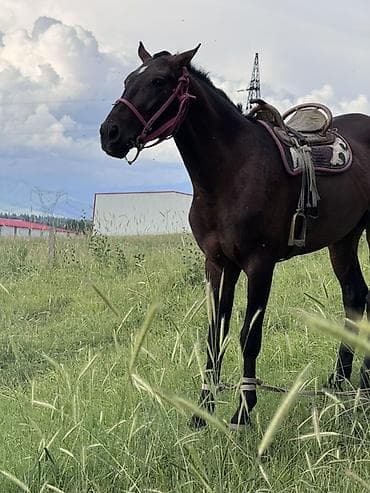 Продаю | Жеребец
