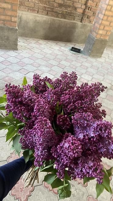 букет из сирени: Букет сирени насыщенно-фиолетового оттенка. - Состав: ветки садовой — 1