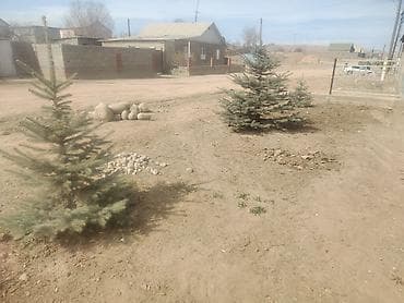 килем палас б у: Продаю голубой ел с. Боконбаев цена договорная — 2