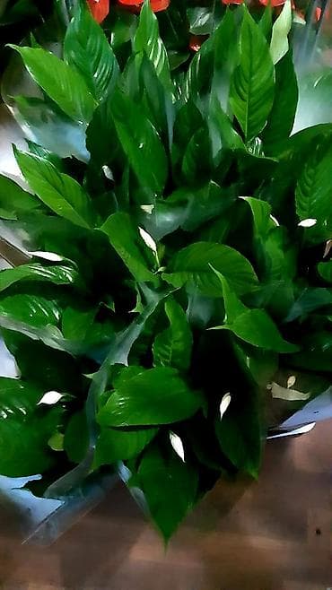 дорого: ДОРДОЙ БАЗАР. Цветочки на любой вкус и кошелек!!! Порадуйте себя и — 7