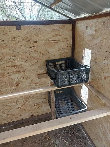 китайский кукуруза: Продаю | Петух — 6