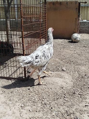 фазан птица: Дакан мекиштер сатылат активный алмашу жолдору бар адрес Заря Тынчтык — 2