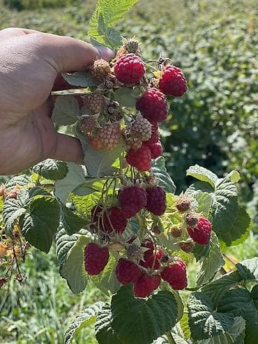 старый сейф: Малина — 1