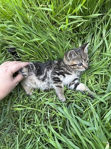 мышык кошка: СРОЧНО! Красивые котята, помёт полупородистой кошки с окрасом Табби - — 1