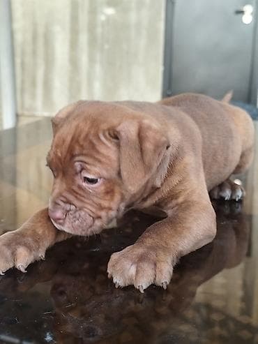 бутка для собак: Питбуль, 2 месяца, Самец — 2