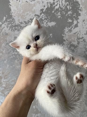 Скотиш Страйт (Шотландская прямоухая), 1 месяц, Мальчик, Серебристая шиншилла at lalafo.kg Скотиш Страйт (Шотландская прямоухая), 1 месяц, Мальчик, Серебристая шиншилла