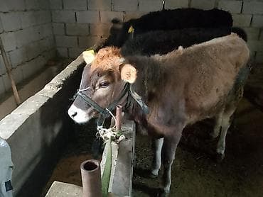 бее байтал: Продаю | Музоо, торпок | На откорм | Привязанные — 3