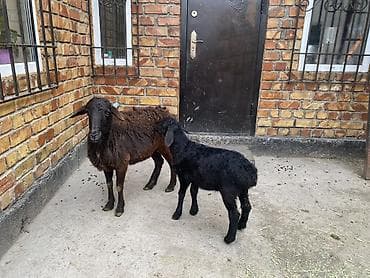 Үй жаныбарлары: Сатам | Ургаачы кой (ургаачы) | Көбөйтүү үчүн | Ургаачы — 3