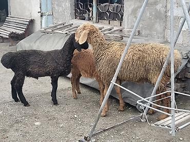 алабай итер: Продаю | Баран (самец) | Арашан | Для разведения | Племенные — 8