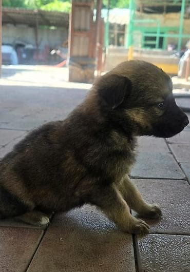 щенок собака: Щенки метисы мама овчарка папа дворняжка короткошерстные — 6