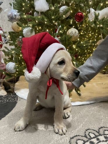 щенки охотничьих собак: Лабрадор-ретривер, 2 месяца, Самка, С прививкой — 2