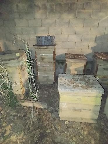 пчелопавильоны: Деревянный Ящик — 1