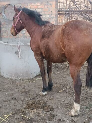 в добрые руки собаку: Продаю | Жеребец | Конный спорт | Племенные — 6