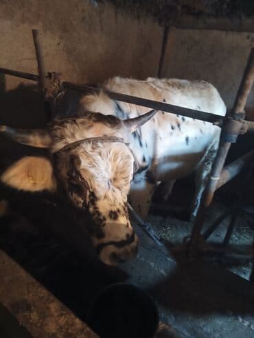 в связи с переездом отдам попугая жако в добрые руки: Продаю | Бык (самец) | На откорм | Привязанные — 7