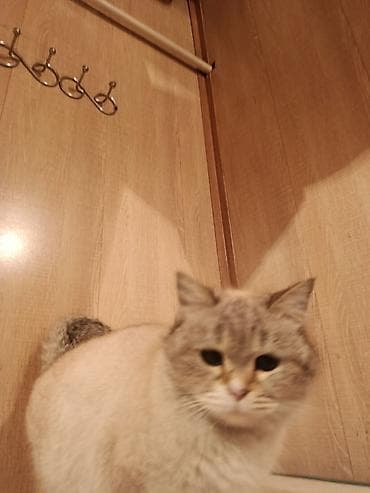 Үй жаныбарлары үчүн товарлар: Кошка домашняя, британская, окраса сил- или блю-шерсть с тёплым — 1