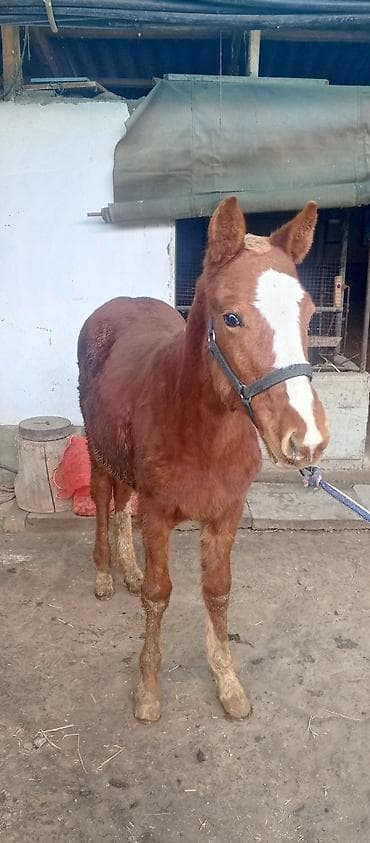лошадь цена: Продаю | Кобыла (самка) | Рабочий | Мерин — 2