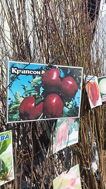 бокс для еды: Оптом толка — 2