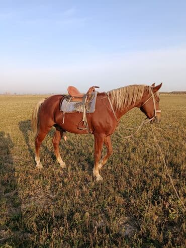 ит рабочий: Продаю | Жеребец | Рабочий | Осеменитель — 4