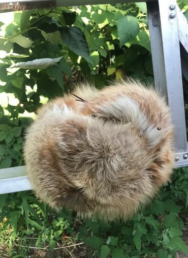 шапка с ушками которые поднимаются купить: Шапка, Ушанка, Лиса, Зима — 2