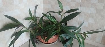 домашнее растение: Традесканция сидячецветковая (Tradescantia spathacea/флоттинг) — 1