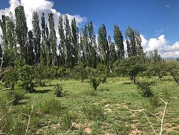 яблоневый сад: 50 соток, Для сельского хозяйства, Красная книга — 4