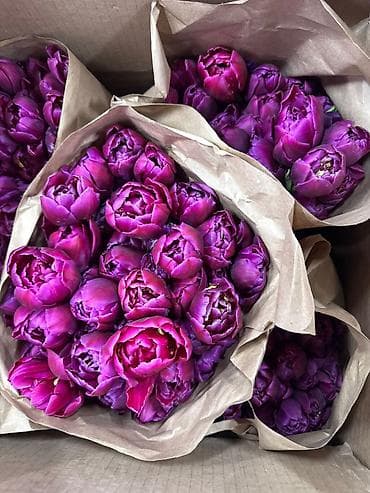 продажа тюльпанов оптом: Тюльпан оптом и в розницу,Тюльпаны срезанные, сортовые, упаковка по — 4