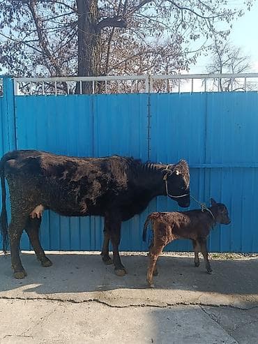 молоко осла: Продаю | Корова (самка) | Для молока | После отела — 4