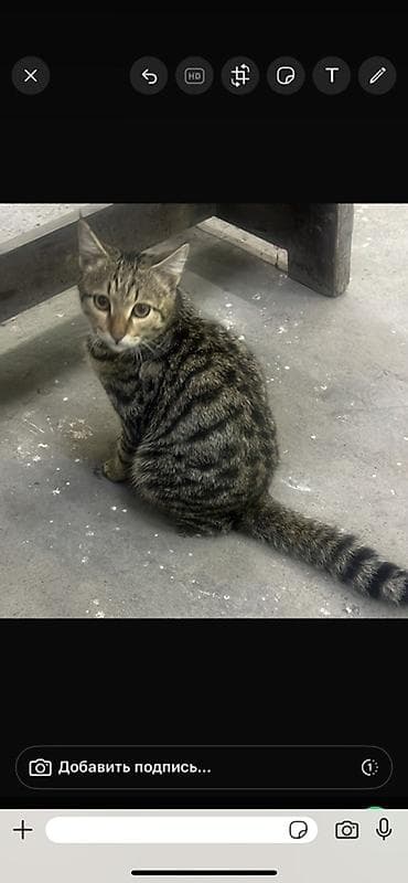 Мышык кууту: Америкалык кёрл, 4 айлык, Эркек, Таш бака, Документтери менен — 1