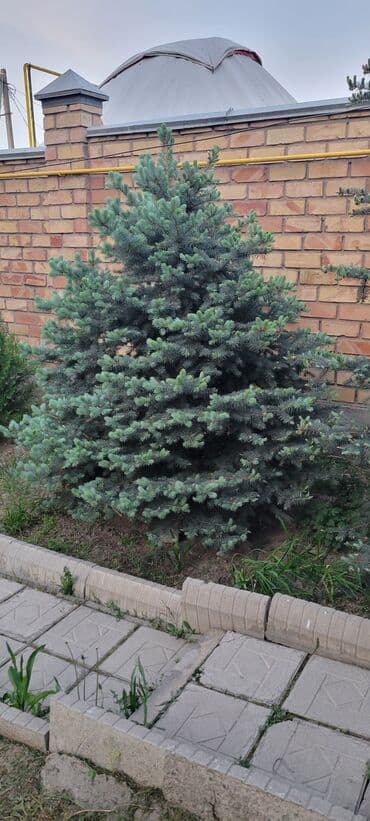 саженцы смородины питомник: Саженцы деревьев: Ели — 5