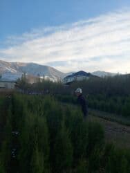 копельный полив: Көчөттөр дарактардын: Карагайлар — 4