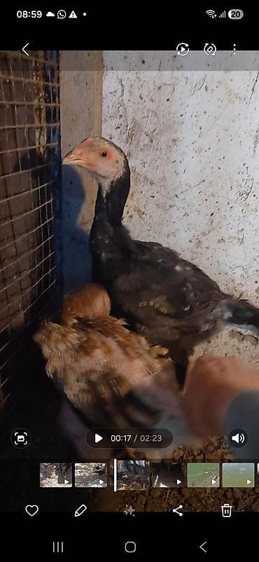 декоративные голуби: Продаю цыплят,бойцовые(дакан) 2, 5 месяцев. прививки сделаны. курочки — 4