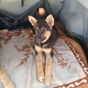 продам щенка немецкой овчарки: Немецкая овчарка, 3 месяца, Самка — 4