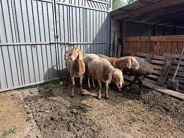 d cat: Продаю | Овца (самка) | Для разведения | Племенные — 2