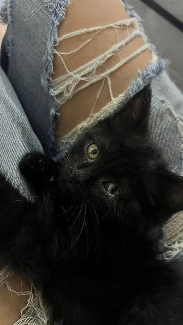 рыжая кошка: Кошка даром: Беспородная, 2 месяца, Девочка, Приучена к лотку — 4