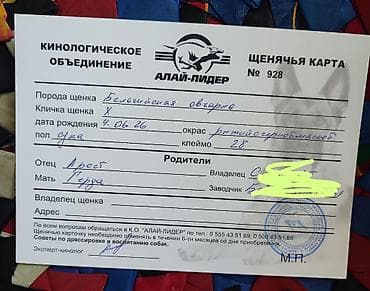 усыпить собаку бишкек: Бельгийская овчарка, 1 месяц, Самец, С родословной — 4