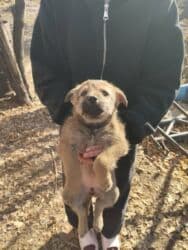 отдать собаку в приют бесплатно: Внимание Срочно отдам даром щенят здоровые активные кушают хорошо — 2