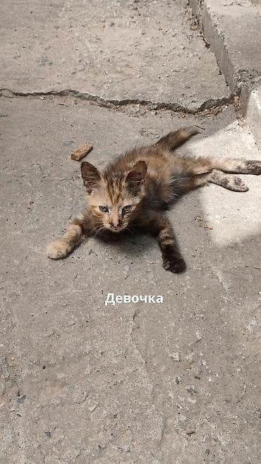 Кошки: Отдаю в добрые руки котят потомственных охотников-крысоловов один — 7