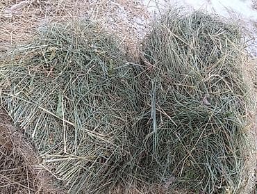 бак 800л: СЕНО.ТАБИГЫЙ ЧОП ИЗ КАРА-КОЮН.420СОМ.МОГУ УСТУПИТЬ 50СОМ ЕСЛИ ЗАБЕРЁТЕ — 1