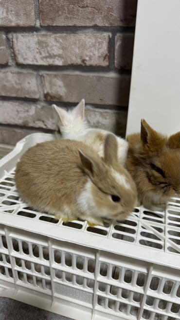 Шиншиллалар: Кролик с окрасом, сочетающим белый и светло-коричневый цвета. Обладает — 16