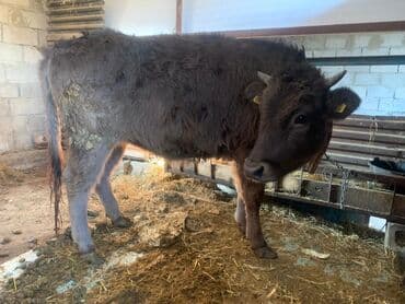 продажа домашних животных: Продаю | Корова (самка) | Для разведения, Для молока | Привязанные — 1