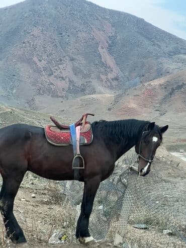 Аквариумдар: Сатам | Жылкы (эркек) | Жумушка | Мерин — 5