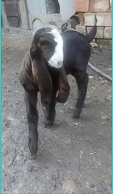 карликовый кох: Продаю | Козлёнок | Камори — 1