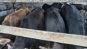 рыбы в аквариум купить: Продаю | Бык (самец) | На откорм — 2