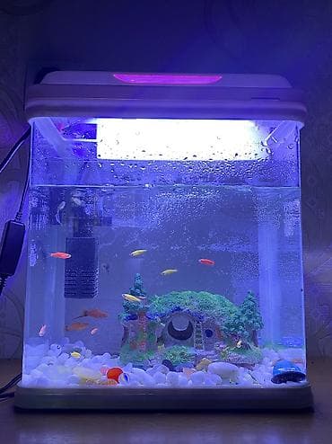 Аквариумдар: Продаю аквариум с рыбками а так же с кормом на 1 год хватит — 1